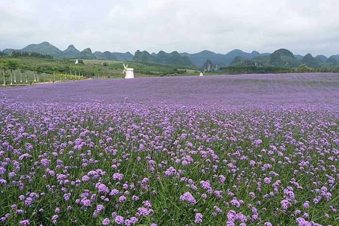 Xincheng Lavender Manor